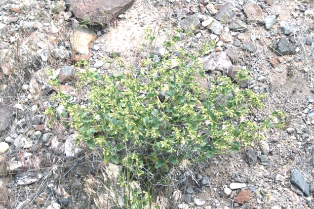 Wishbone-bush (Mirabilis laevis var. retrorsa)
